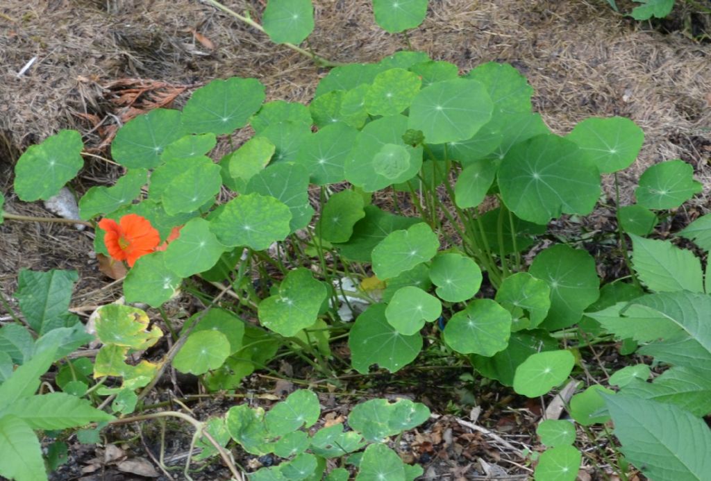 Santa Brigida (BG) : Tropaeolum majus